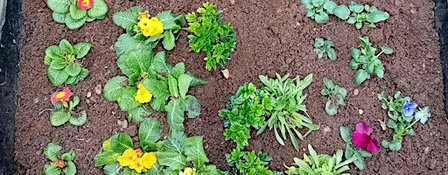 Family Growing, Nature Craft Homeschool Sessions