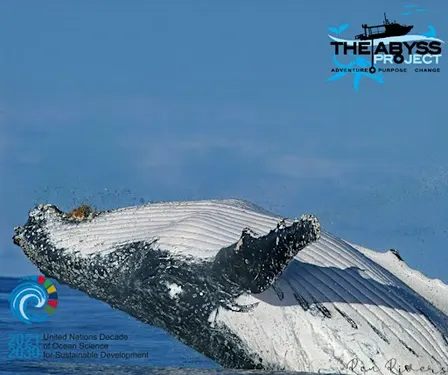 Five Islands Nature Reserve Eco Tour- Whales, Seals & Seabirds!