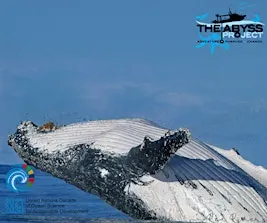 Five Islands Nature Reserve Eco Tour- Whales, Seals & Seabirds!