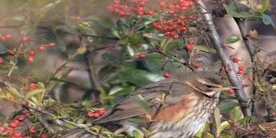 Birds and a Brew September, Autumn Migration - Nature Discovery Centre, Friday 25 September