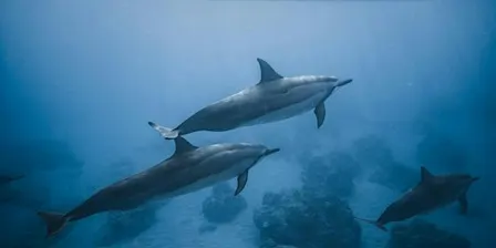 NaturallyGC Kids - Discover Dolphins