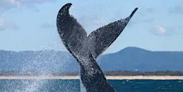 NaturallyGC Kids - Wild about Whales