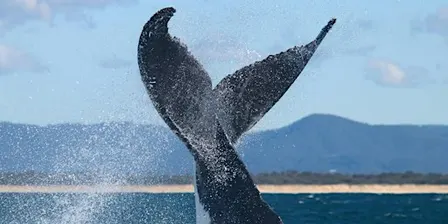 NaturallyGC Kids - Wild about Whales