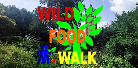 September Brandon Hill Park (Bristol) Wild Food Foraging/ Foragers Walk.