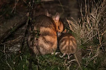 Creatures of the Night Spotlight Tour