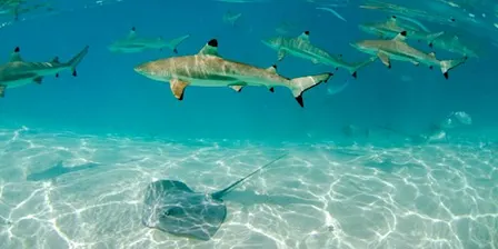 NaturallyGC Kids - Fascinating World of Sharks & Rays