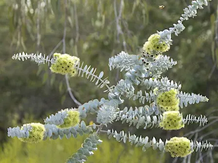 TREADING SOFTLY: Mindfully Meeting Nature in Kings Park