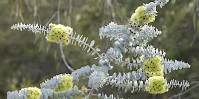 TREADING SOFTLY: Mindfully Meeting Nature in Kings Park