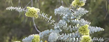 TREADING SOFTLY: Mindfully Meeting Nature in Kings Park