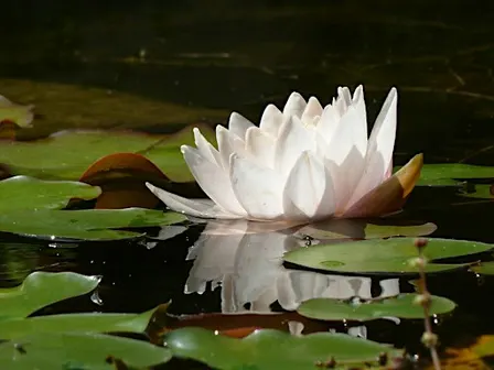 From Doing to Being - A Daylong Meditation Retreat (cUS.MSN-H-O-261017)