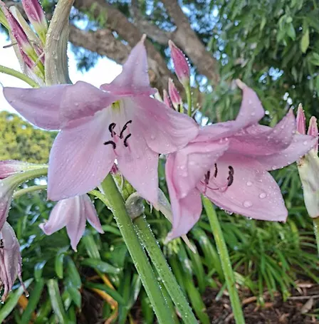 Toowoomba Competition Garden and Art Trail