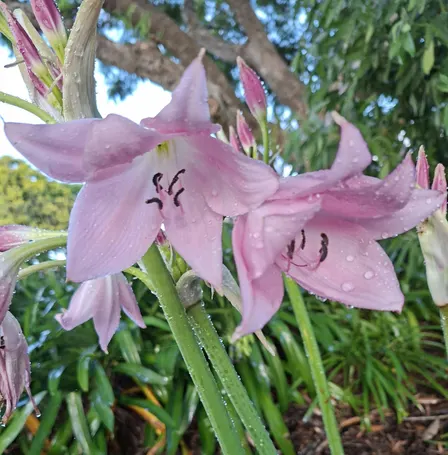 Toowoomba Competition Garden and Art Trail