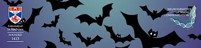 Anstruther Bat Walk