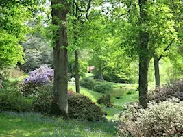 Guided Fungi Walk - High Beeches Garden , Handcross (100337035)