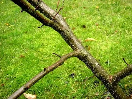 Foraging and Crafting Syrup from Bark with Holly Poole-Kavana