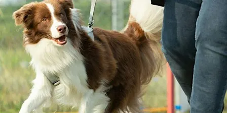 Het wandelvragenuurtje: Volwassen honden