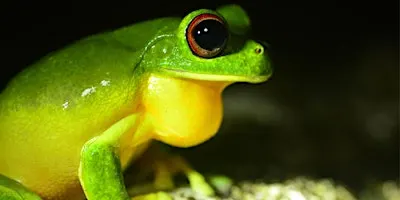 NaturallyGC - The Life of Frogs (Spotlighting)