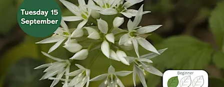 Introduction to Sustainable Foraging
