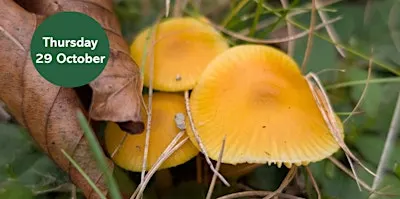 Gosforth's Wild Web: Waxcap Wander