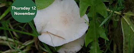 Waxcap Wander