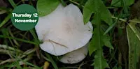 Waxcap Wander