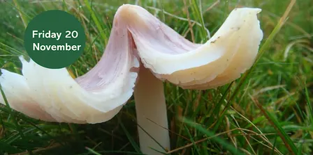 Waxcap Wander