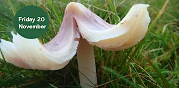 Waxcap Wander