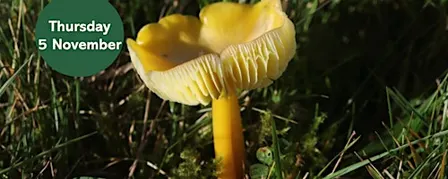 Waxcap Wander