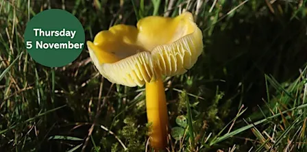 Waxcap Wander