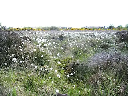 Portlethen Moss Meander