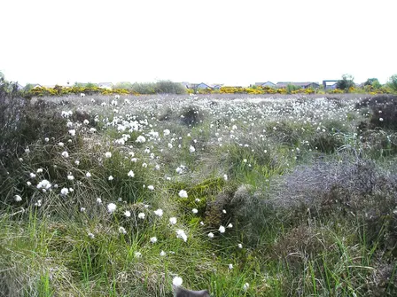 Portlethen Moss Meander