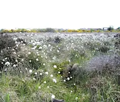 Portlethen Moss Meander