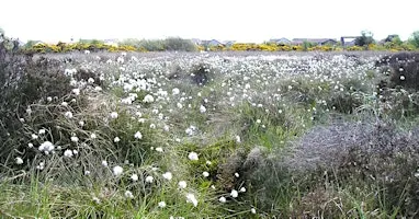 Portlethen Moss Meander