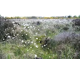 Portlethen Moss Meander