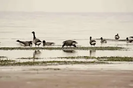 Winter waders at Farlington Marshes Nature Reserve