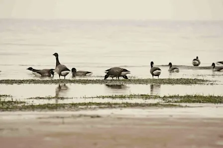 Winter waders at Farlington Marshes Nature Reserve