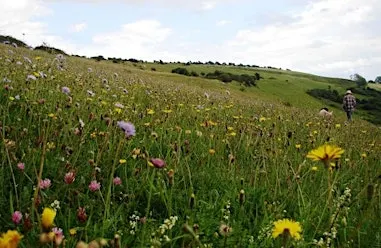 Chalk Downland Wildlife Walk: Arreton Down