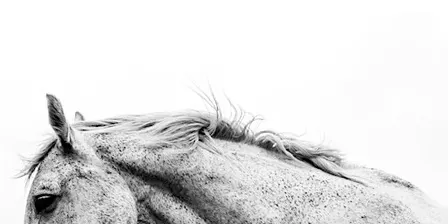 Under the Stars: A Sound Bath with the Horses