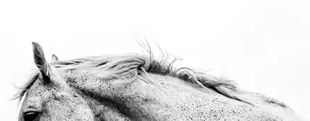 Under the Stars: A Sound Bath with the Horses