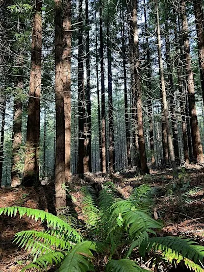 Oregon Tree Farm 2026 Annual Meeting