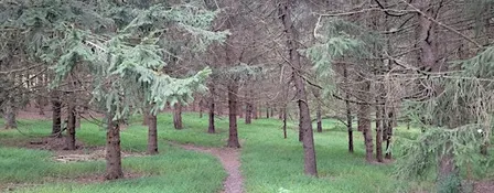Restoration Walks at Newlin Grist Mill