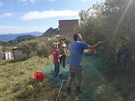 Olivade à la Villa Michel Simon