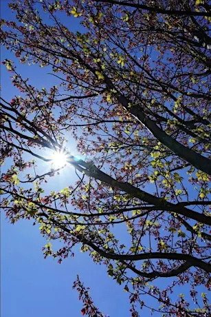 Tree ID and Natural History Tour of Red Rocks Park