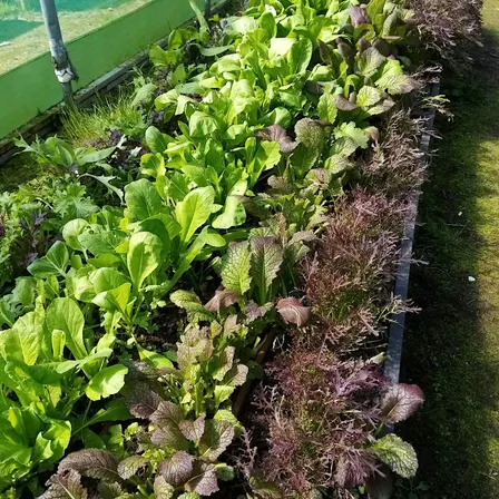 Veg stall at Campy Growers !