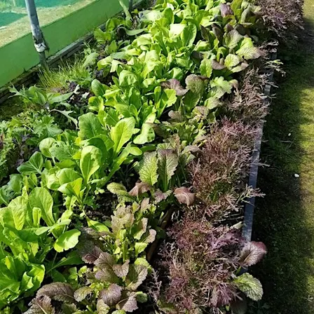 Veg stall at Campy Growers !
