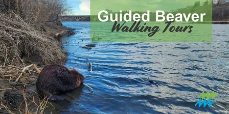 Guided Beaver Walking Tour