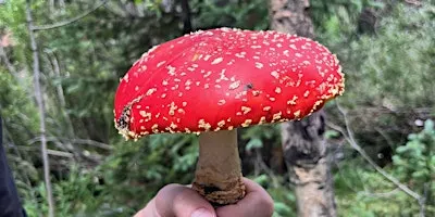 Half-Day Guided Mushroom Foraging Tour