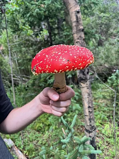 Half-Day Guided Mushroom Foraging Tour