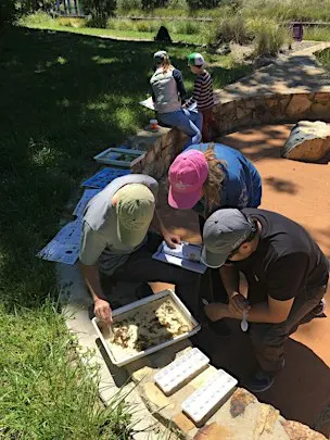 Waterbug Survey Whitebelts - Learn Waterbugs ID & Survey - Queanbeyan River