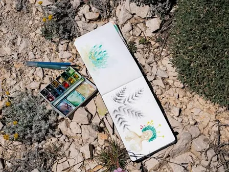 Atelier dessin sur l'astragale, plante emblématique des Calanques